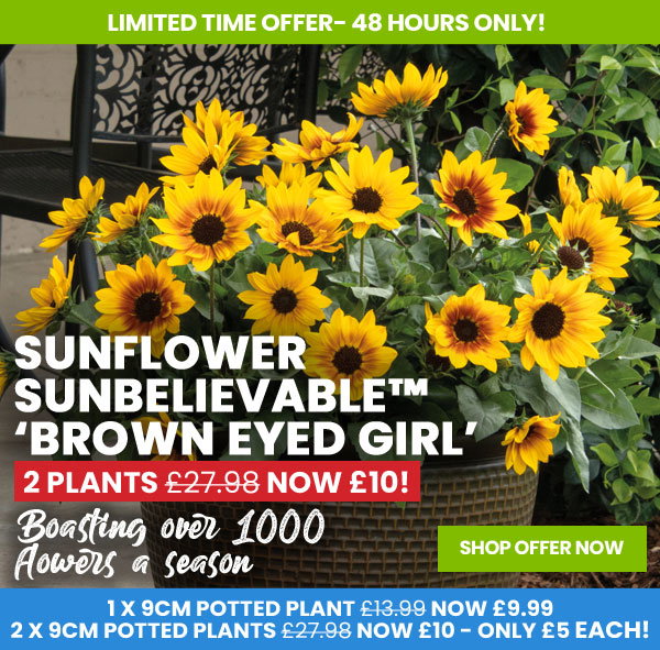 Sunflower SunBelievable™ 'Brown Eyed Girl'