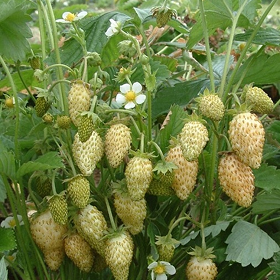 Карточка.png