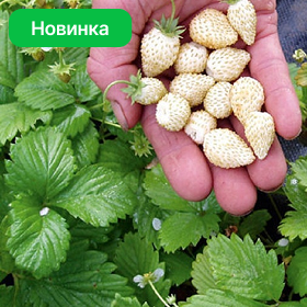 Карточка.png