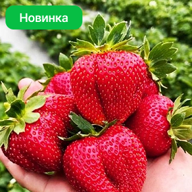 Карточка.png