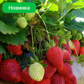 Карточка.png