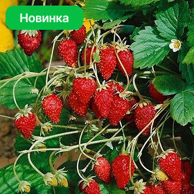 Карточка.png