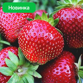Карточка.png