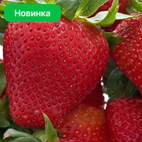 Карточка.png