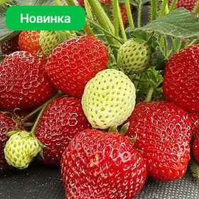 Карточка.png