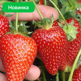 Карточка.png