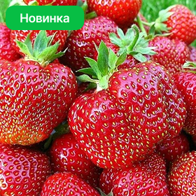 Карточка.png