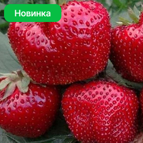 Карточка.png