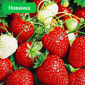 Карточка.png
