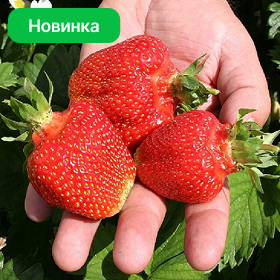 Карточка.png