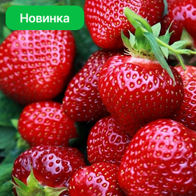 Карточка.png