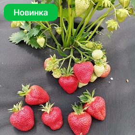 Карточка.png