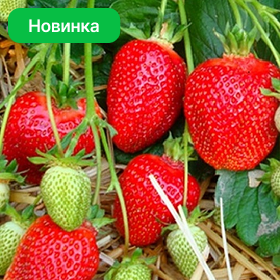 Карточка.png