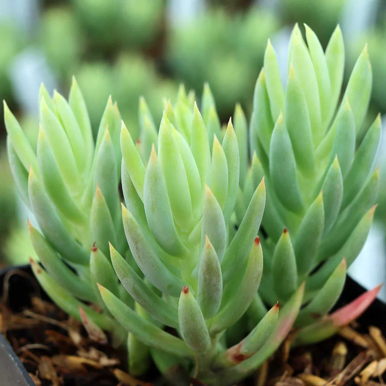 Image of Sedum sediforme 'Turquoise Tails'
