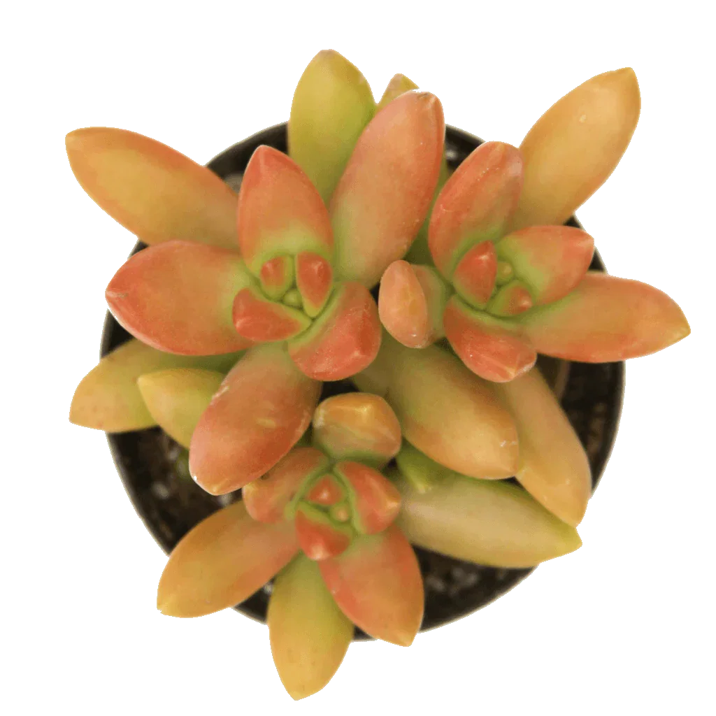 Image of Sedum nussbaumeranum 'Orange Delight'