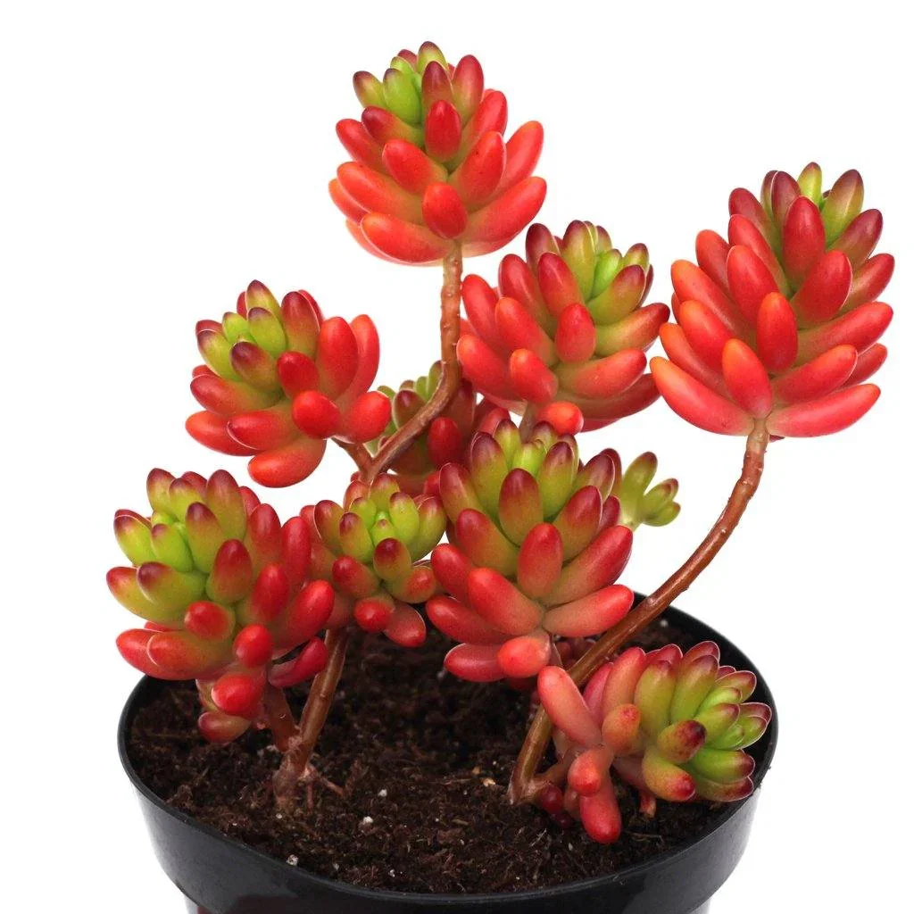 Image of Sedum rubrotinctum - Jelly Bean