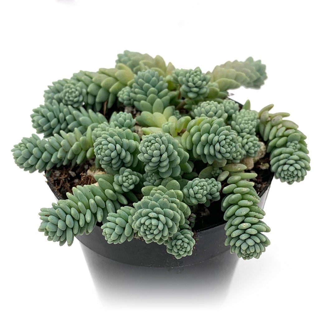 Image of Sedum dasyphyllum 'Himalayan Skies'