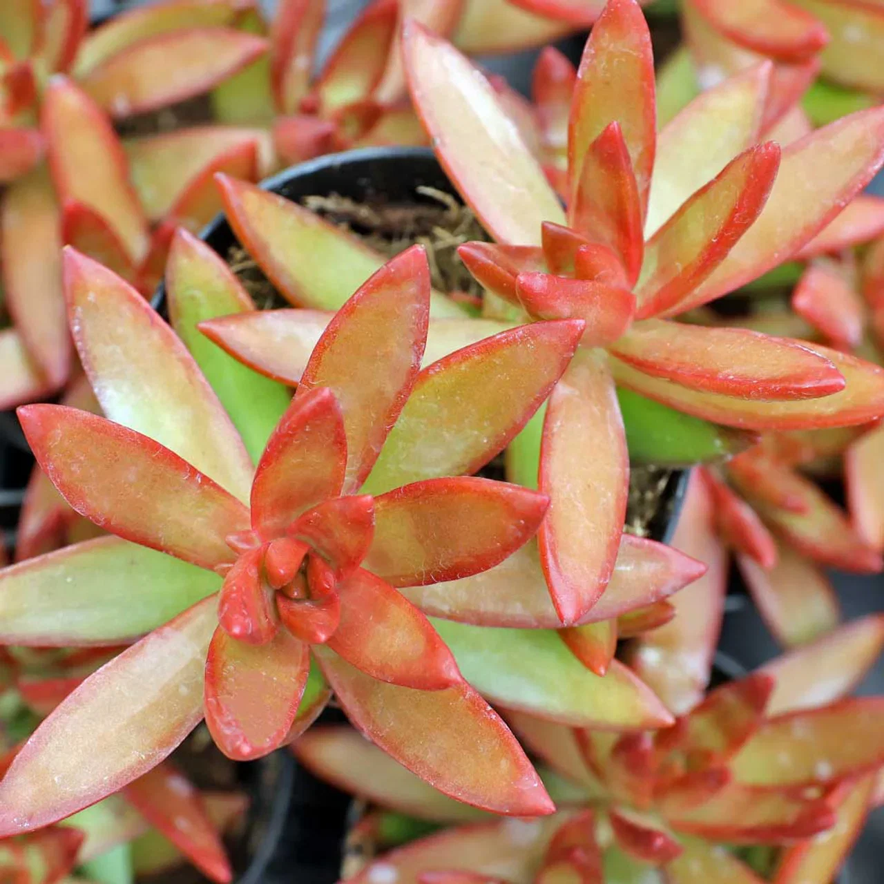 Image of Sedum x adolphi
