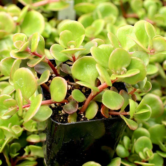Image of Sedum tetractinum 'Coral Reef'