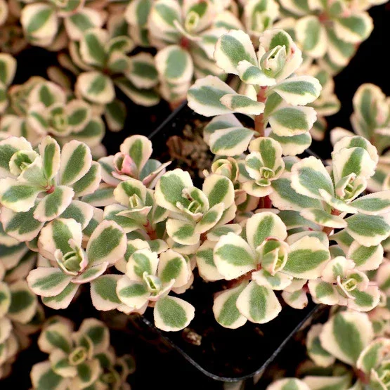 Image of Sedum spurium 'Fool's Gold'