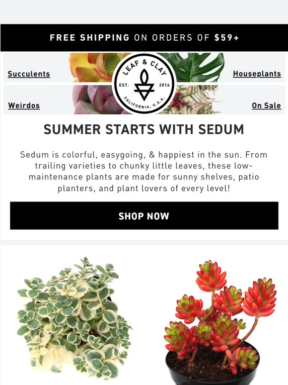 Sedum Season Starts Now ☀️