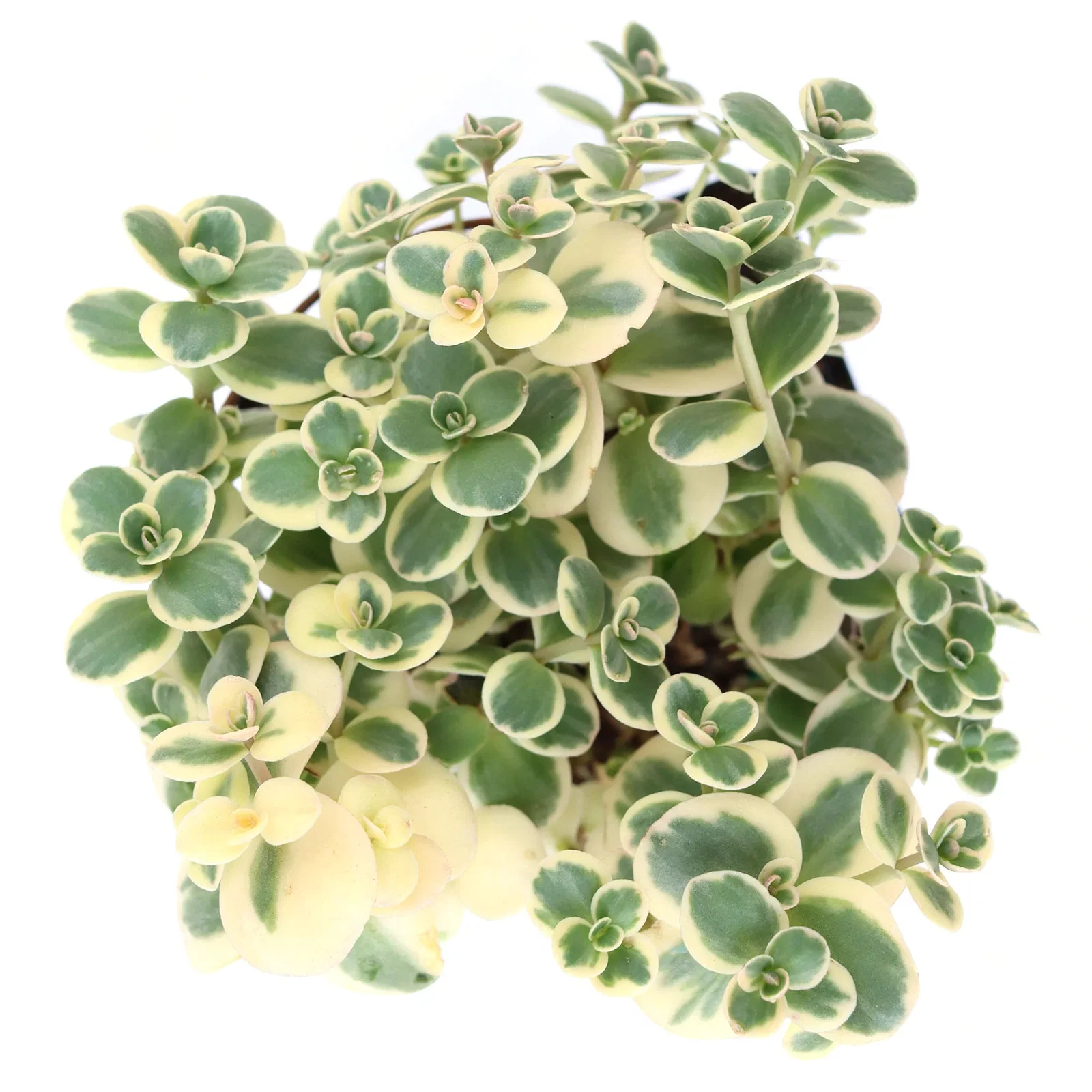 Image of Sedum Sunsparkler® 'Lime Twister'