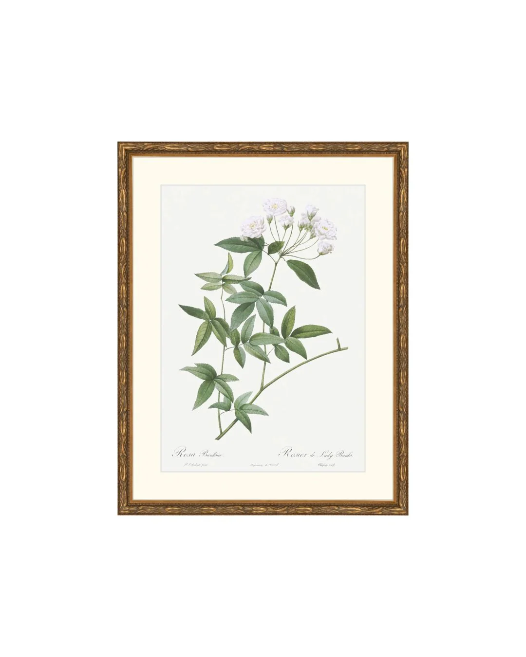 Image of Classic Botanical IX