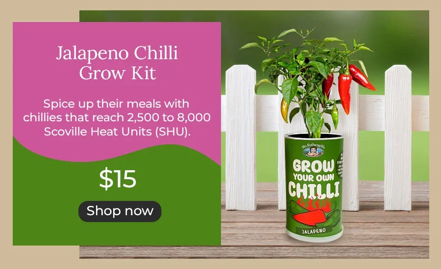 Jalapeno Chilli Grow Kit