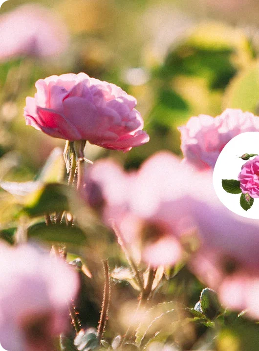 Ingredient Roses