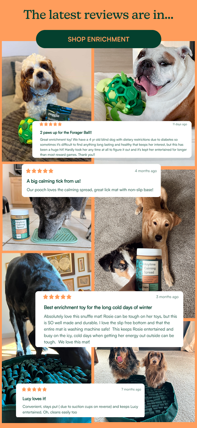 Enrichment for Dogs
