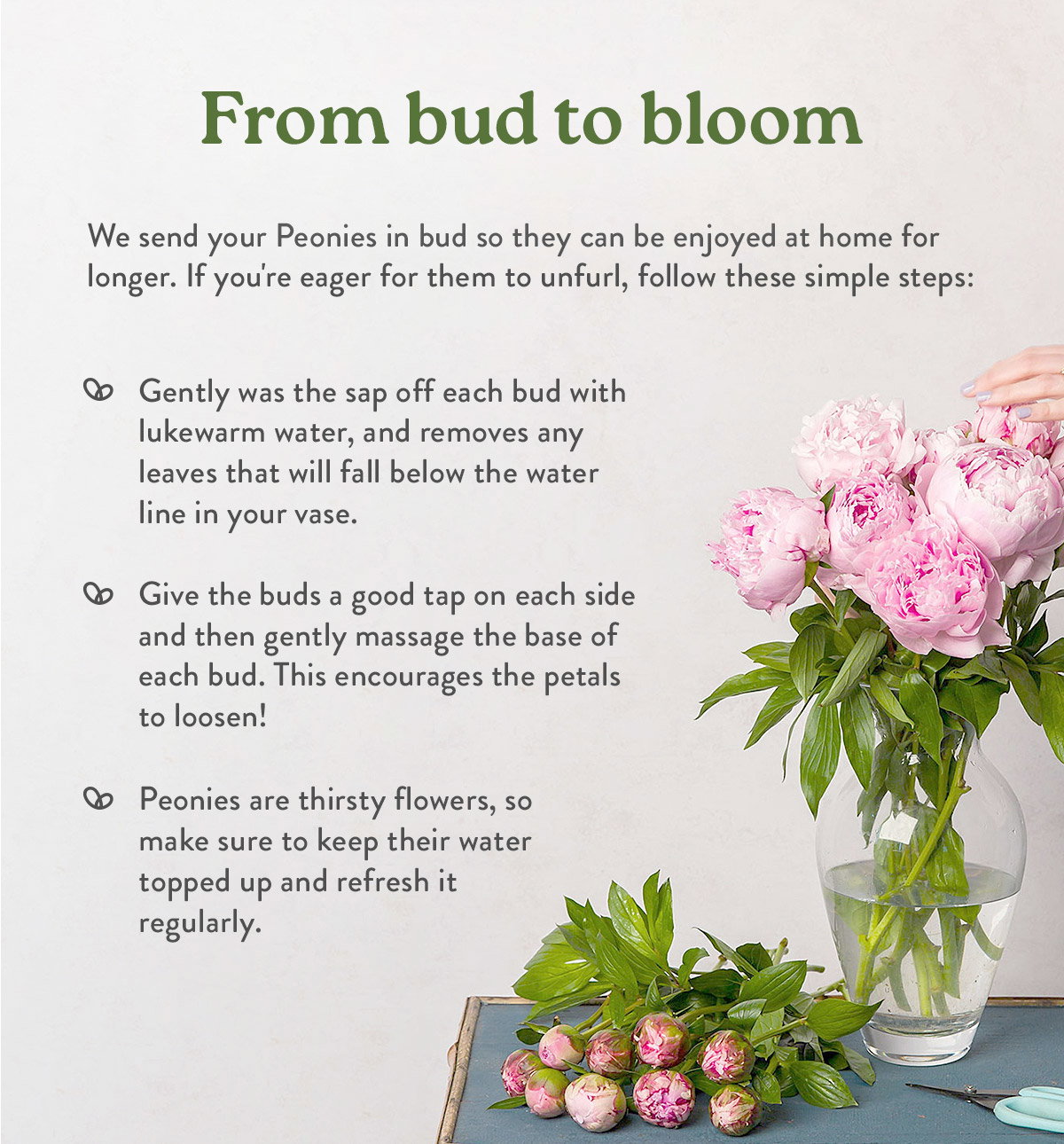 Simply Peonies