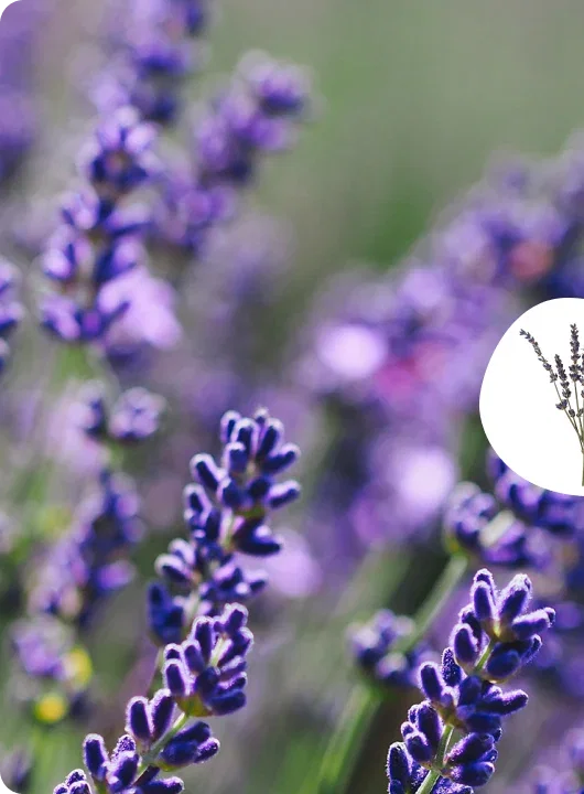 Ingredient Lavender
