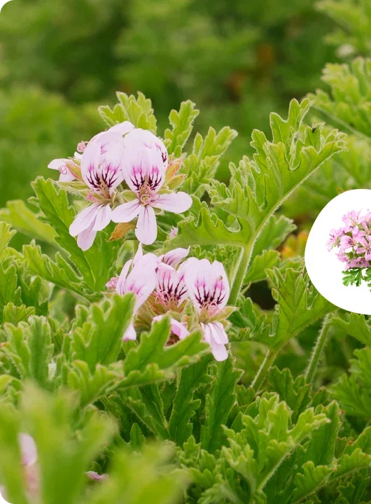 Ingredient Geranium