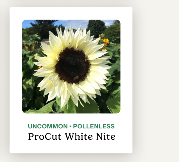 ProCut White Nite – Uncommon; pollenless