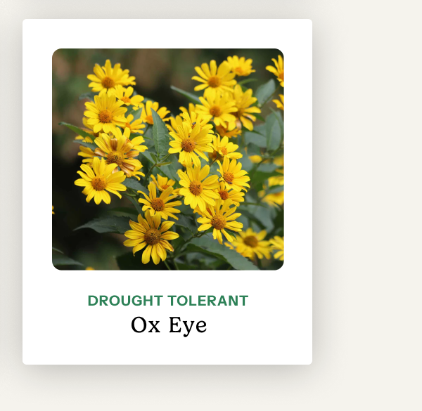 Ox Eye – drought tolerant