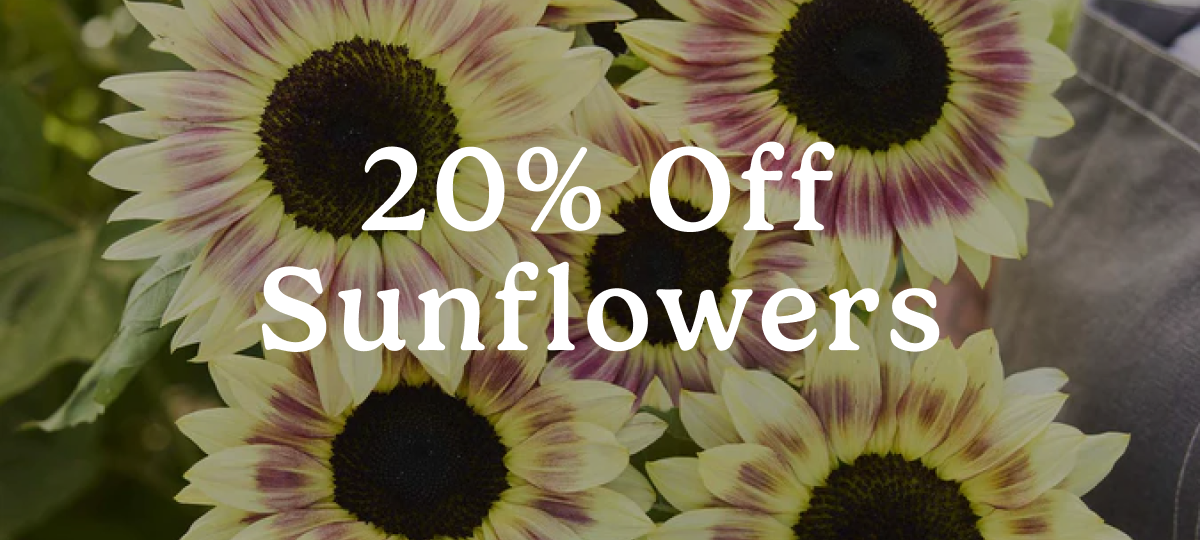 20% Off Sunflowers