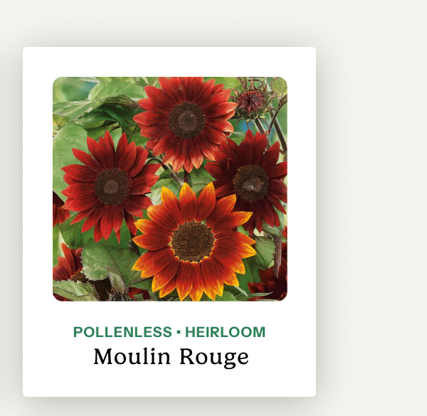 Moulin Rouge – Pollenless; heirloom