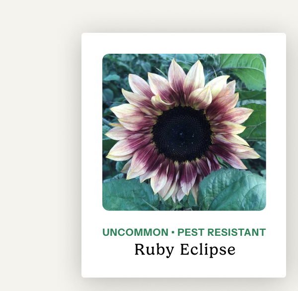 Ruby Eclipse – Uncommon; pest resistance