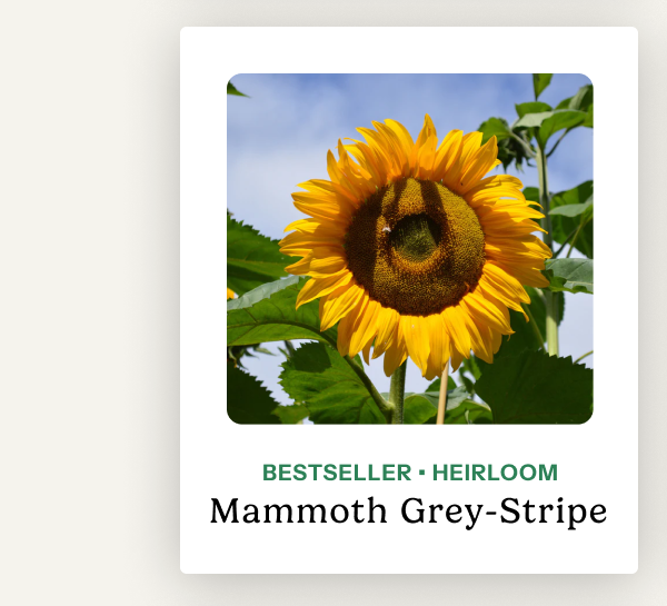 Mammoth Grey-Stripe – Bestseller; heirloom