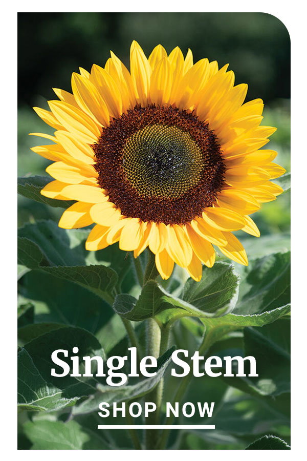 Single Stem
