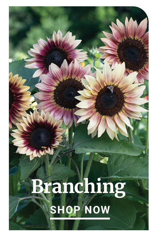 Branching