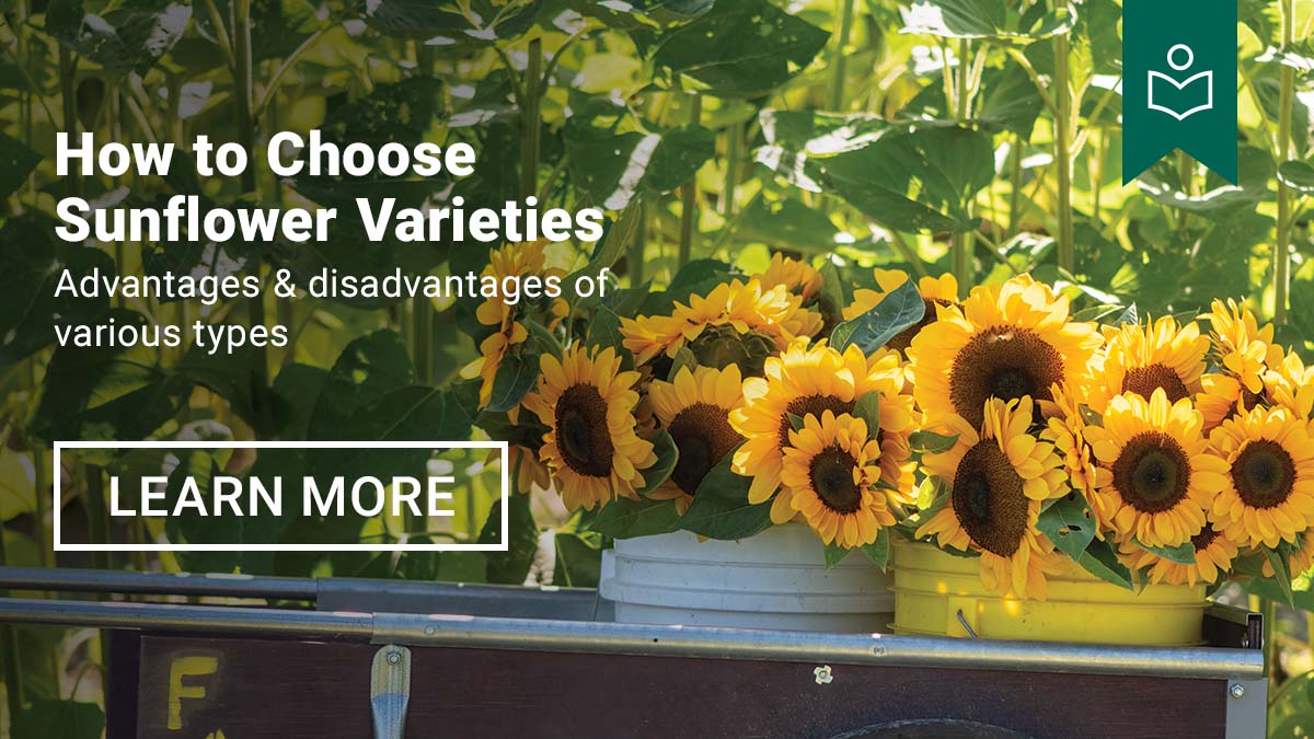 How to Choose Sunflower Varieties