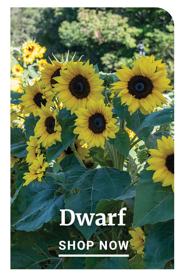 Dwarf