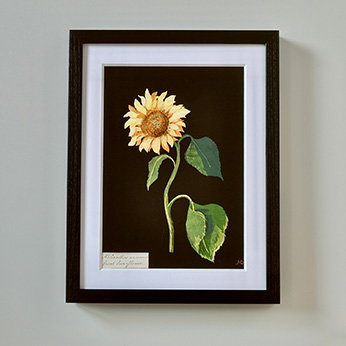 Black framed print of Mary Delany’s large sunflower collage displayed on a wall. - Prints Collection.