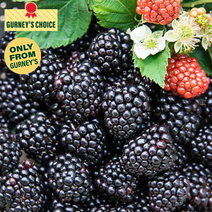 Black Magic™ Blackberry Plant