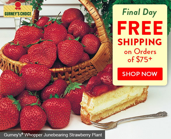 Free Shipping on Orders of $75+