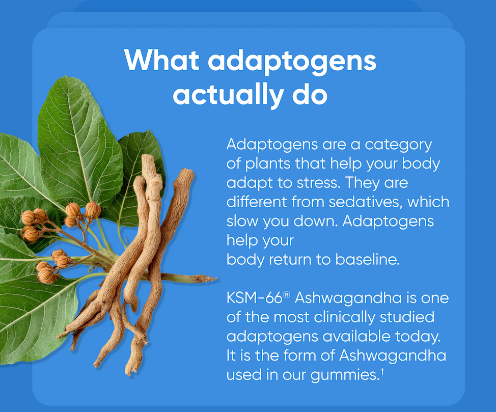 What adaptogens actually do. Adaptogens are a category of plants that help your body adapt to stress. They are different from sedatives, which slow you down. Adaptogens help your body return to baseline.  KSM-66® Ashwagandha is one of the most clinically studied adaptogens available today. It is the form of Ashwagandha used in our gummies.†