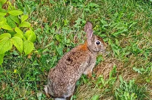 Keep critters out of your garden with THIS