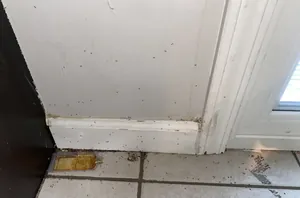 The 5-minute way to get rid of ants for GOOD!
