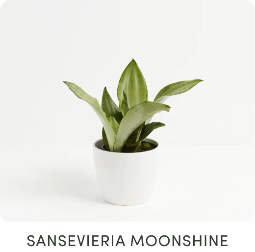 Sansevieria Moonshine